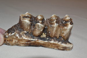 A cast of a prehistoric mammal jaw.