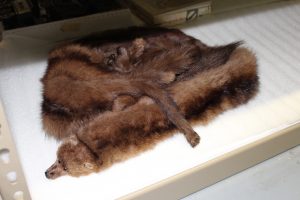 A mink stole once worn by a very fashionable woman.
