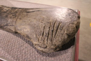 Do you see the groves on thigh bone. These are claw marks form a meat eating dinosaur! 152 million years old.
