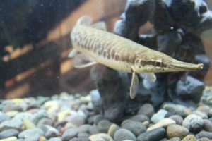 Gars are an example of a species that has evolved little since prehistoric times. Modern!