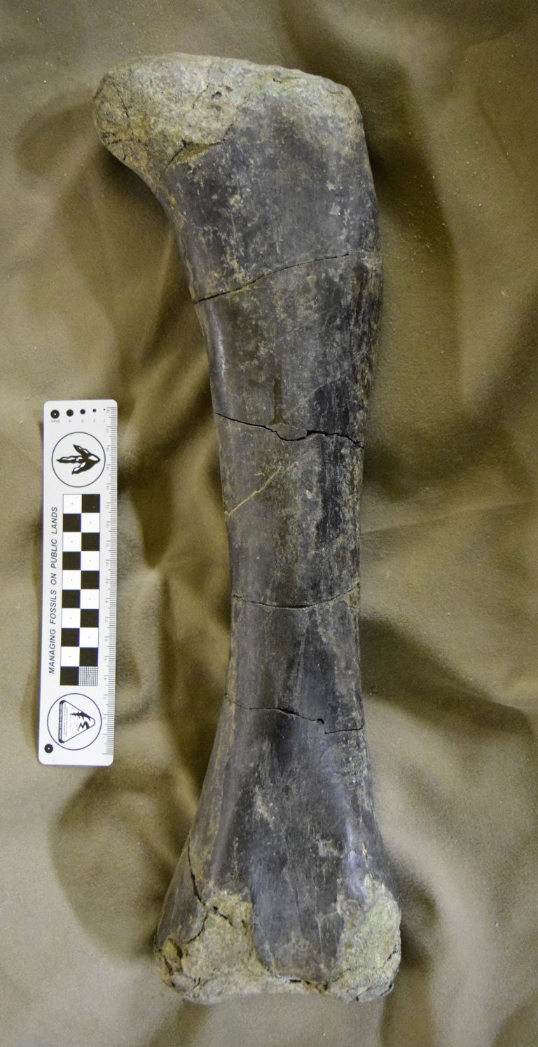 apatosaurus femur