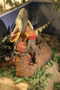 The terrifying Utahraptor. 112 million years old.