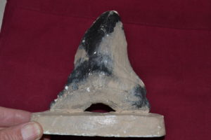 The tooth of a giant prehistoric shark! 3 million years old.