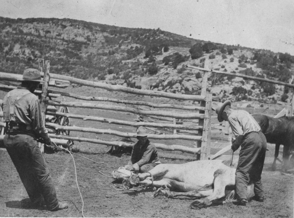 Branding cattle on Douglas Creek Cross Ranch in 1896. Photo # 2004.0044.0865, Museums of Western Colorado.