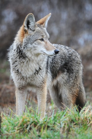 coyote - Western Colorado Jr. Rangers