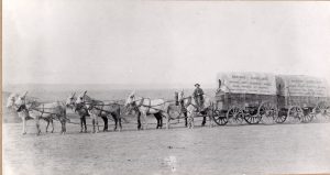 Dave Wood freighting outfit on Dave Wood Road crossing Horsefly Mesa between Montrose and Telluride in 1886. Photo # 1980.0013.0184a, Museums of Western Colorado.