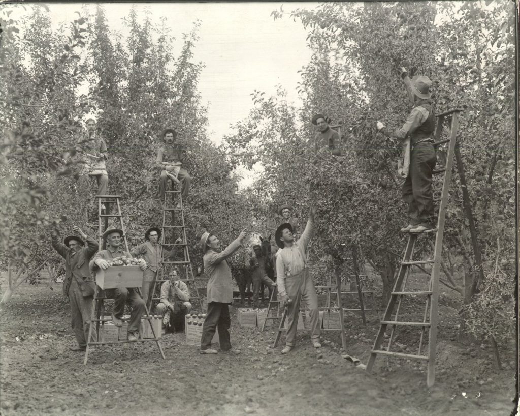 Men picking apples in an orchard. Photo # 1979.0023 #057, Museums of Western Colorado.