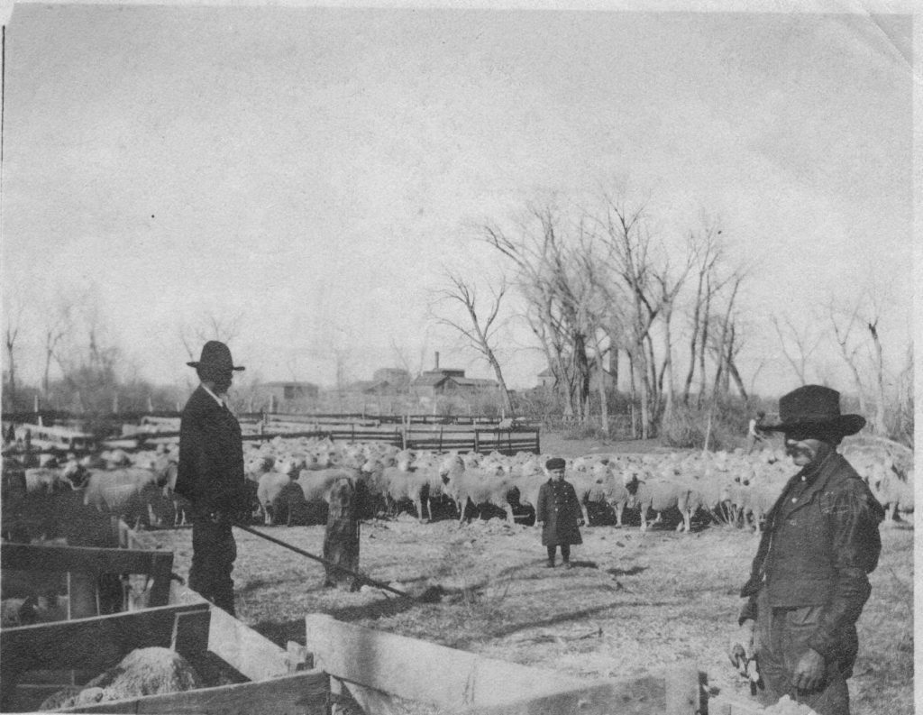 Sheep at the Goslen Brothers Cam at the Sugar Factory yards in 1885. Photo # 1983.0054.0001, Museums of Western Colorado.