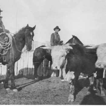Tom Cuddy and Morgan Goss herd cattle on Matt Lane's ranch near Fruita in 1913. Photo # 2004.0044.0864, Museums of Western Colorado.